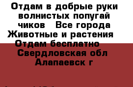 Отдам в добрые руки волнистых попугай.чиков - Все города Животные и растения » Отдам бесплатно   . Свердловская обл.,Алапаевск г.